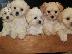 PoulaTo: Maltese puppy